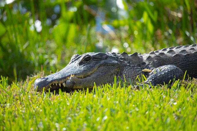 1 hr Private Airboat Everglades Tour near Miami - Is $225 per person a fair price?
