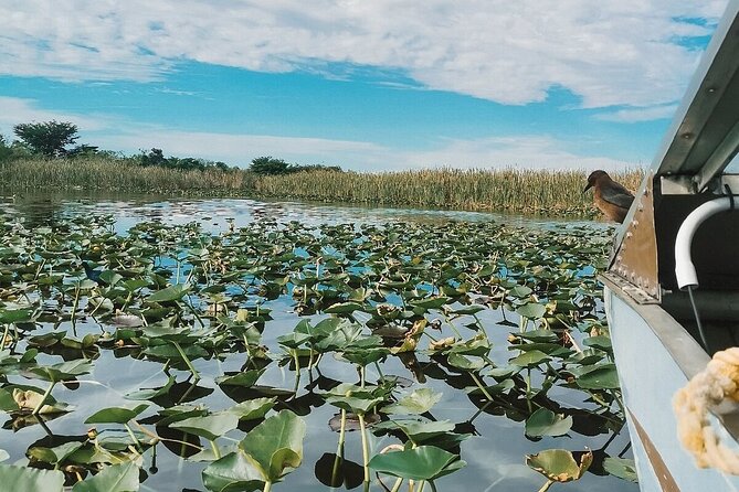 60 min. Everglades Airboat ride & pick-up ,small group +pro guide - Wildlife sightings depend on the day