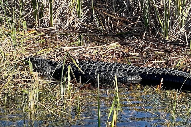 60 min. Everglades Airboat ride & pick-up ,small group +pro guide - The rescued-alligator show adds a family-friendly finish