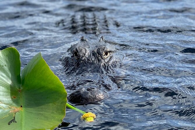 60 Minutes Small Group Everglades Airboat Ride in Miami - Why the small boat changes the experience
