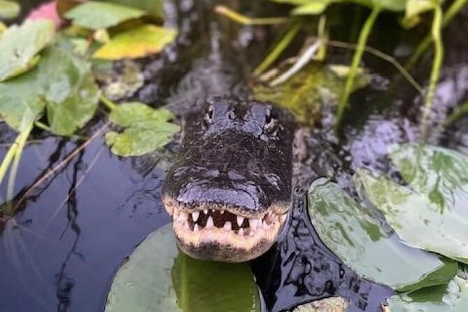 60 Minutes Small Group Everglades Airboat Ride in Miami - One hour of wildlife spotting