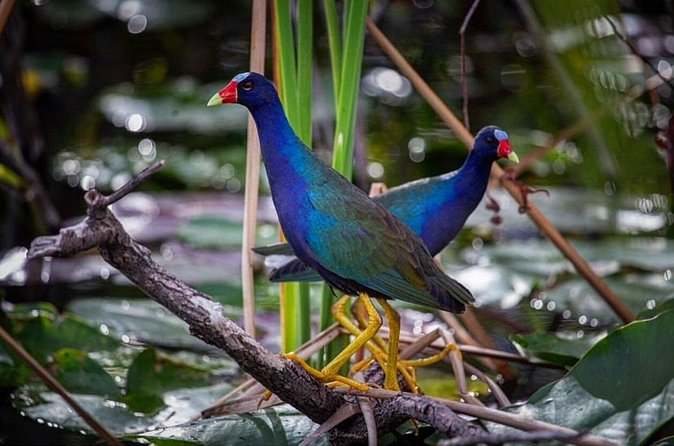 90 Minute Miami Everglades Semi Private Airboat Tour - Wildlife without a staged show