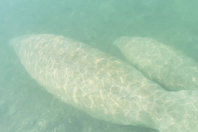 Beginner Friendly Island Snorkeling - What the three-hour outing really involves