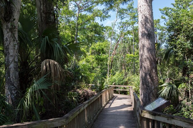 Big Cypress National Preserve Self Guided Driving Audio Tour - Tree Snail Hammock Trail and Small-Scale Wildlife