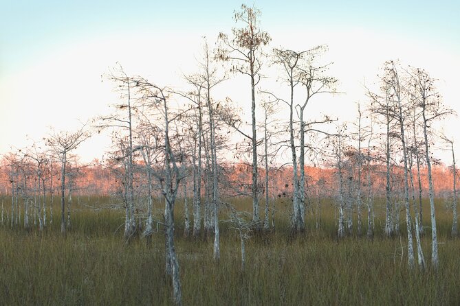 Big Cypress National Preserve Self Guided Driving Audio Tour - Alligators at H.P. Williams Roadside Park