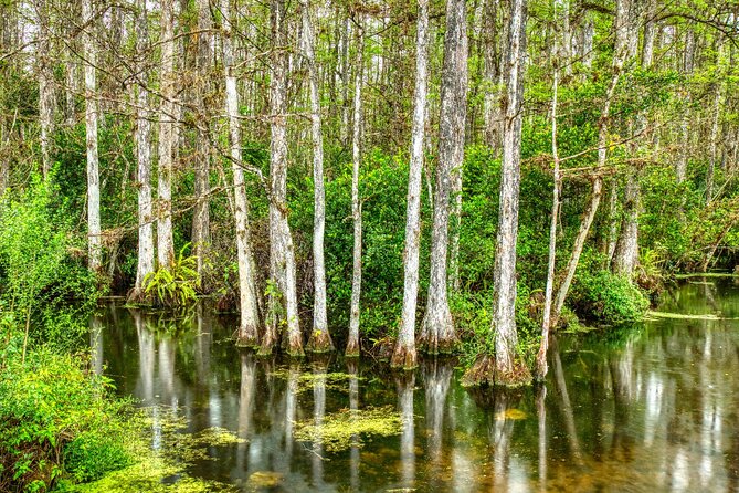 Big Cypress National Preserve Self Guided Driving Audio Tour - Gator Hook Trail: Read the Conditions Before You Go