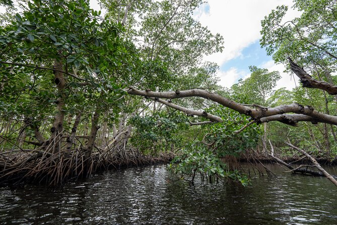Clear Kayak Tour in North Miami Beach - Mangrove Tunnels - Is $73 a fair price?