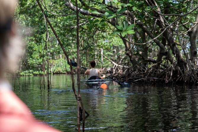 Clear Kayak Tour in North Miami Beach - Mangrove Tunnels - Mangrove tunnels, open water, and changing tides