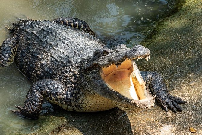 Depart from Miami to discover the Everglades with Airboat tour included! - Booking, weather, and cancellation details