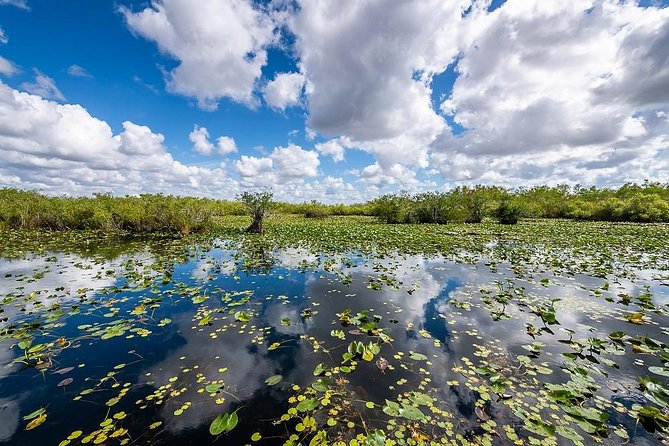 Depart from Miami to discover the Everglades with Airboat tour included! - Wildlife show and the chance to see animals up close