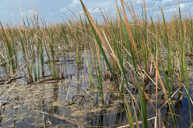 Everglades Airboat Adventure with Roundtrip Bayside Transfer - The alligator show adds structure