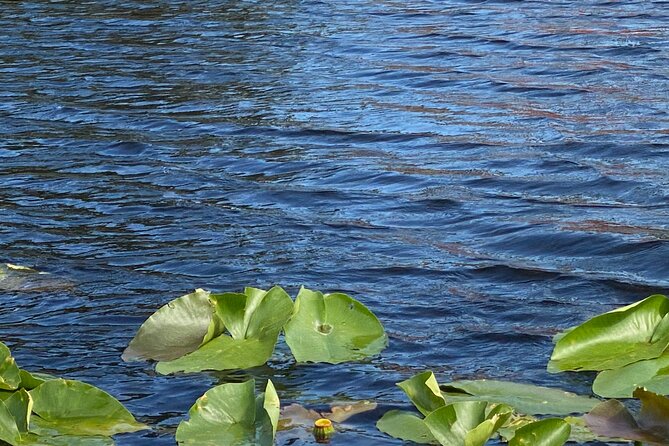 Everglades Airboat Adventure with Roundtrip Bayside Transfer - Comfort, weather, and what to bring