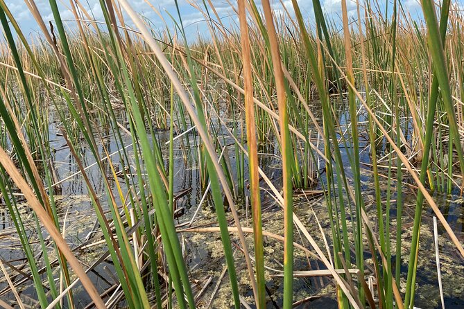 Everglades Airboat Adventure with Roundtrip Bayside Transfer - The biggest risk is transportation