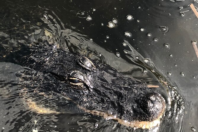 Everglades Airboat Experience – Wildlife & Wetlands - Wildlife sightings are possible, never guaranteed
