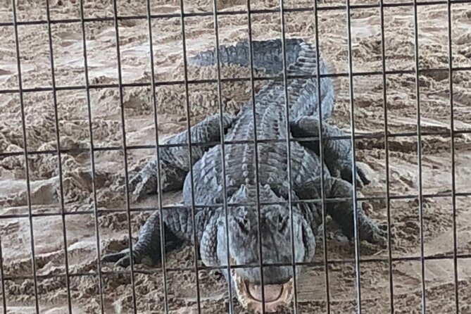 Everglades Airboat Experience – Wildlife & Wetlands - What the 40-minute airboat ride is like