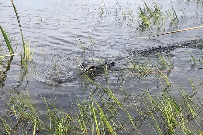 Everglades Airboat Safari Adventure with Transportation - What happens after the boat