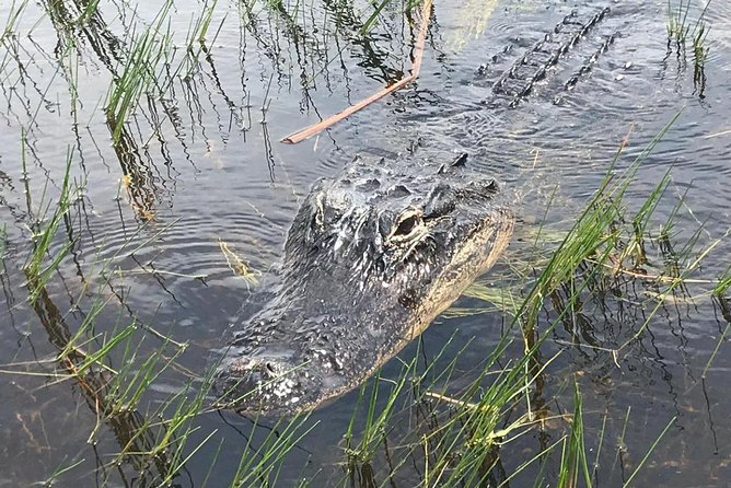 Everglades Airboat Safari Adventure with Transportation - Price, value, and the cost of lost time