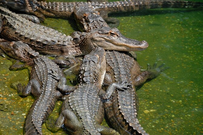 Everglades Airboat Tour with Roundtrip Transportation from Miami - Wildlife, scenery, and photo chances