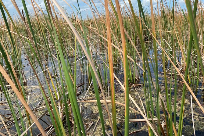 Everglades Airboat Tour with Roundtrip Transportation from Miami - Is $18 a good price?