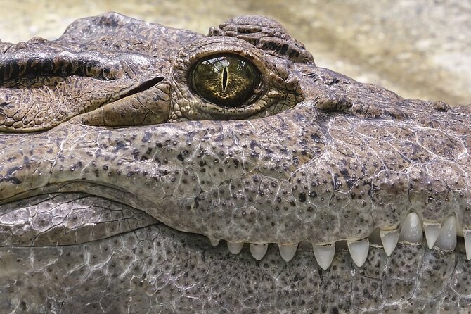 Everglades Airboat Tour with Roundtrip Transportation from Miami - Group size, comfort, and booking cautions
