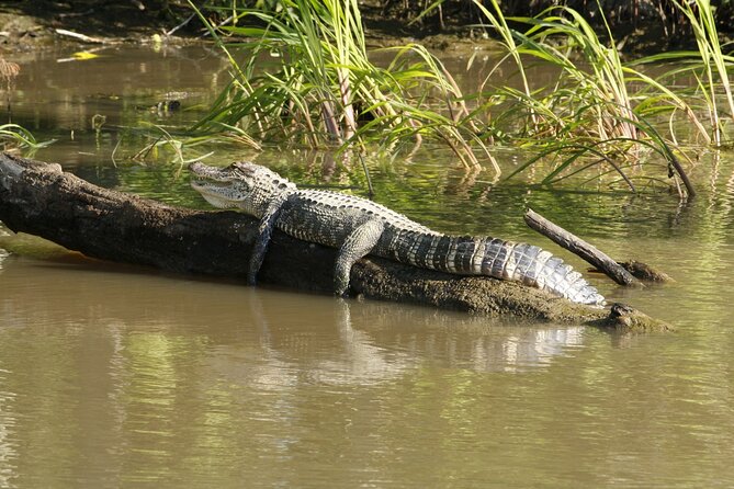 Everglades Airboat Tour with Roundtrip Transportation from Miami - Why the alligator show adds value