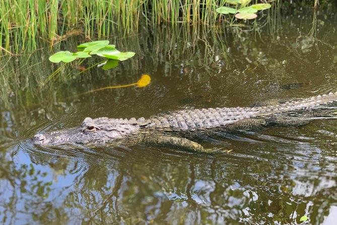 Everglades Airboat, Wildlife Show, and Roundtrip Bus From Miami - Wildlife, weather, and what you may see