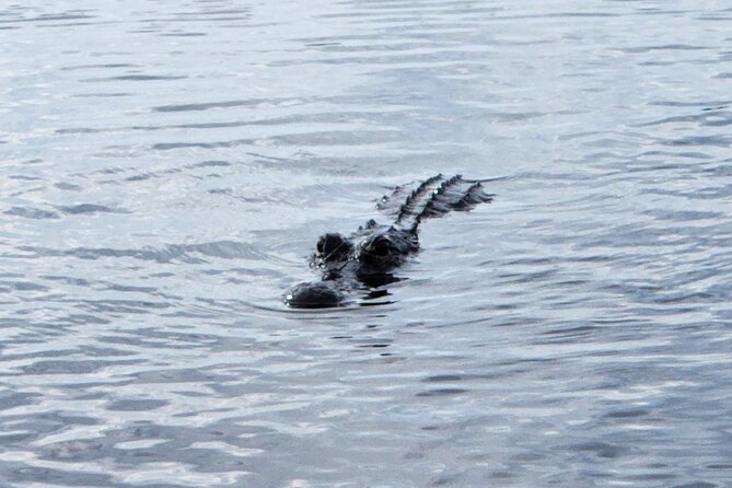 Everglades Alligator Airboat Tour with Bus transfer from Miami - The practical way to reach the Everglades from Miami