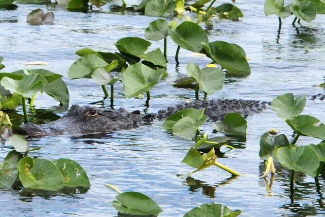 Everglades Alligator Airboat Tour with Bus transfer from Miami - Is $55.56 a good value?