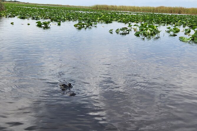 Everglades Alligator Airboat Tour with Bus transfer from Miami - Booking details that matter