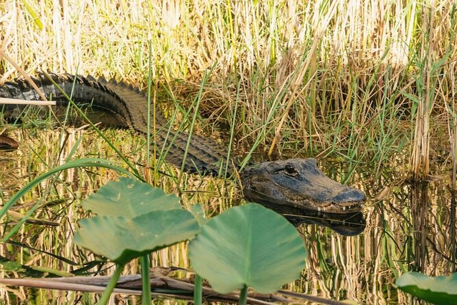 Everglades at Night with Airboat and Alligators Tour From Miami - Why the Everglades are better after dark