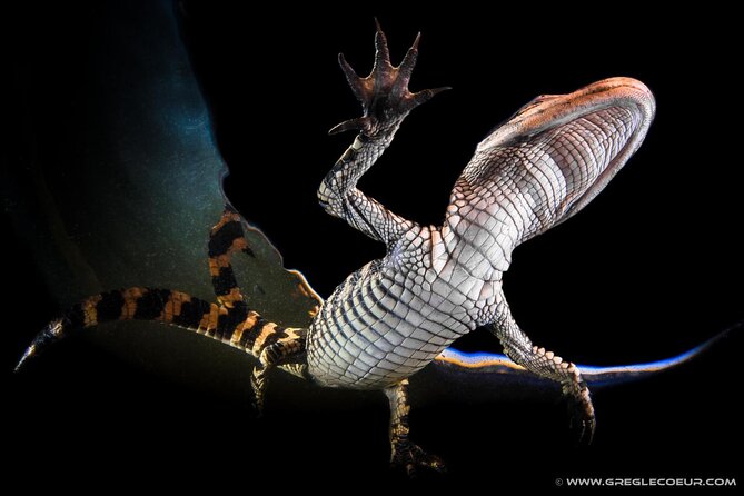 Everglades at Night with Airboat and Alligators Tour From Miami - Alligators, birds, and the limits of night viewing