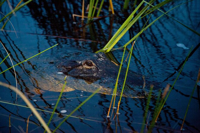 Everglades at Night with Airboat and Alligators Tour From Miami - The Seminole connection adds meaning