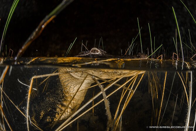 Everglades at Night with Airboat and Alligators Tour From Miami - Guides can shape the whole evening