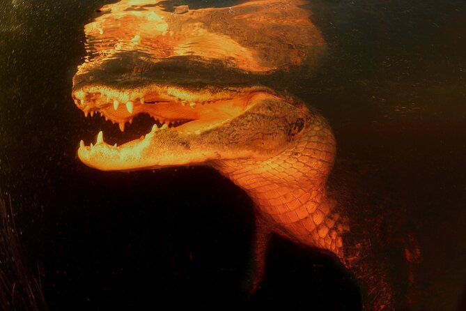 Everglades at Night with Airboat and Alligators Tour From Miami - Timing, comfort, and practical planning