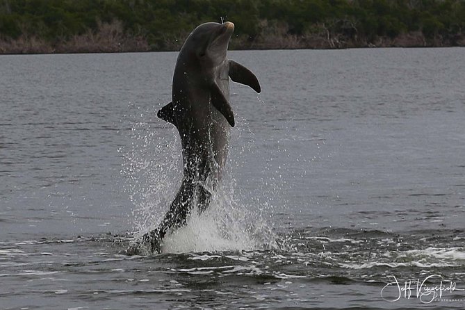 Everglades Birding, Dolphin and Wildlife Boat Tour (2 hours) - What the two-hour route can include