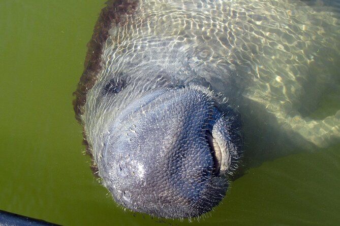 Everglades Birding, Dolphin and Wildlife Boat Tour (2 hours) - A small boat has real advantages and limits