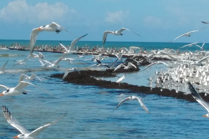 Everglades Birding, Dolphin and Wildlife Boat Tour (2 hours) - Planning your morning at Chokoloskee