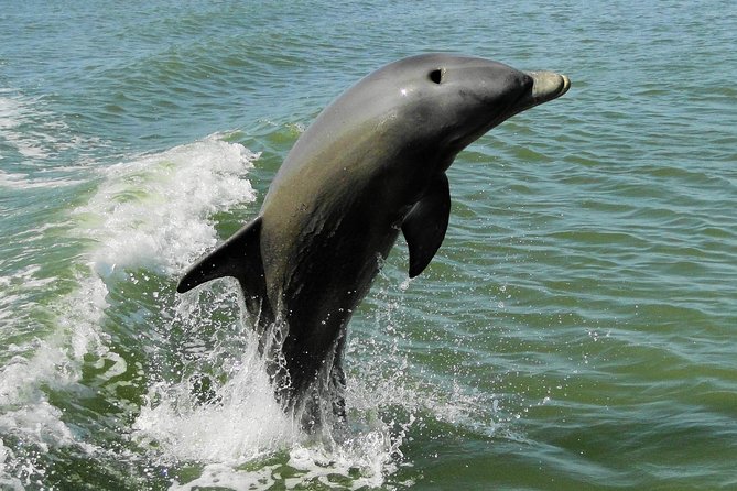 Everglades Birding, Dolphin and Wildlife Boat Tour (2 hours) - Who should take this boat tour?