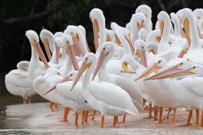 Everglades Birding, Dolphin and Wildlife Boat Tour (2 hours) - The guide makes the difference
