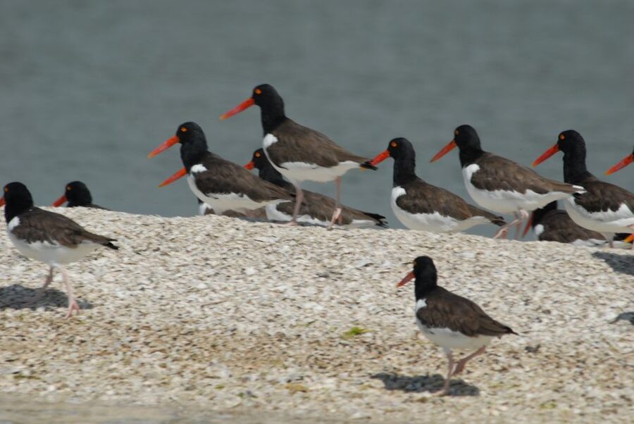 Everglades: Birding, Wildlife, and Photography Expedition - What happens on the boat
