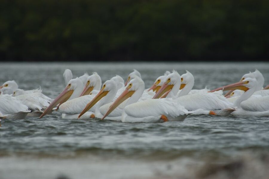 Everglades: Birding, Wildlife, and Photography Expedition - The barrier island walk