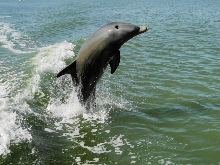 Everglades: Boat Assisted Kayak Eco Tour - The guide brings the history and ecology together