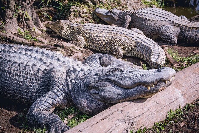 Everglades, Boat Cruise & Open-Top Bus Tour From Miami - The open-top bus and Miami’s headline neighborhoods