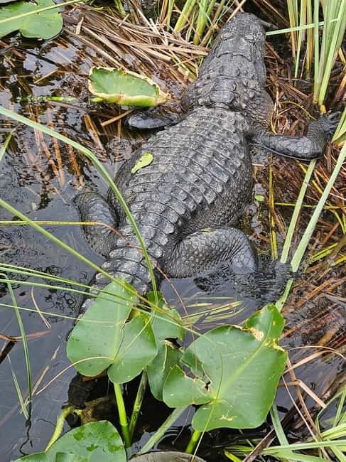 Everglades: boat tour with transportation& entrance included - Wild alligators, birds, and realistic expectations