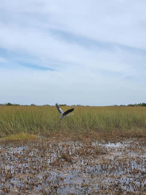 Everglades: boat tour with transportation& entrance included - The return through South Beach