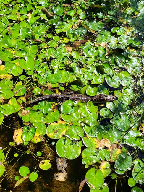 Everglades: boat tour with transportation& entrance included - Is $169 a fair price?