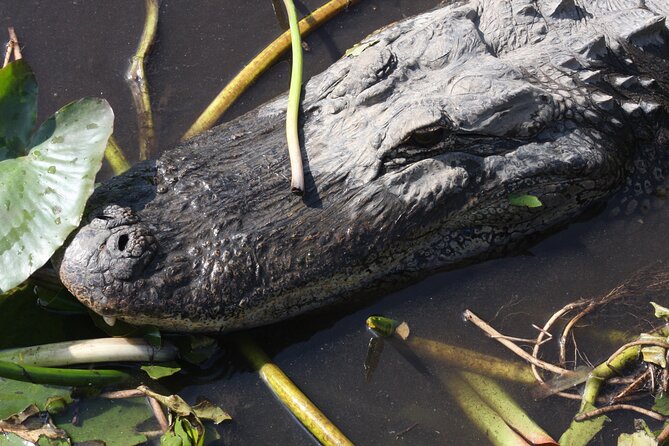 Everglades Day Safari from Miami - Why this safari covers more ground than a basic airboat trip