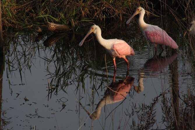 Everglades Day Safari from Miami - Lunch at Island Cafe in Everglades City