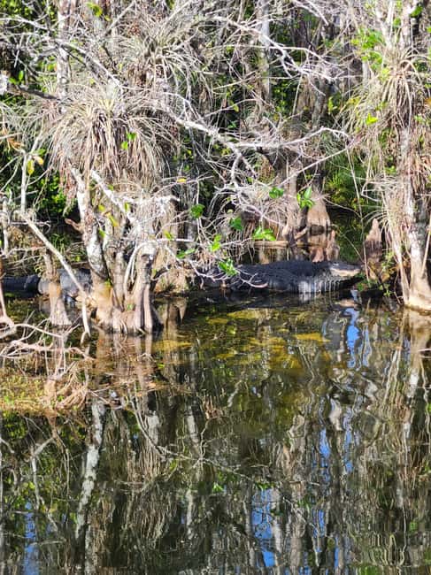 Everglades Eco Airboat Small-Group Tour & 2 Private Islands - Who should book this Everglades outing?