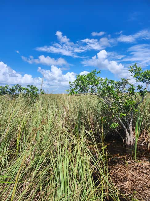 Everglades Eco Airboat Small-Group Tour & 2 Private Islands - A quieter way to reach the Everglades from Miami